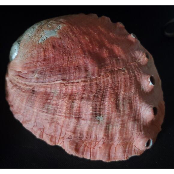 Vintage Large Red Abalone Shell Exquisite Specimen 7.5" Long X 6" Wide X 2" High - Picture 8 of 10